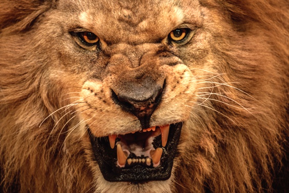 powerful lion enneagram type 8 descriptive image